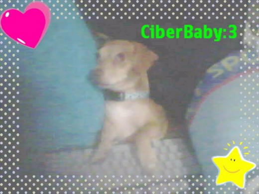 Ciber Baby 